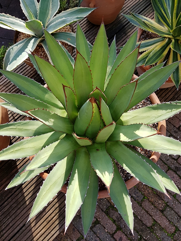 Agave ghiesbreghtii f. purpusorum 'El Paso' @ Holland (S. van Dort)