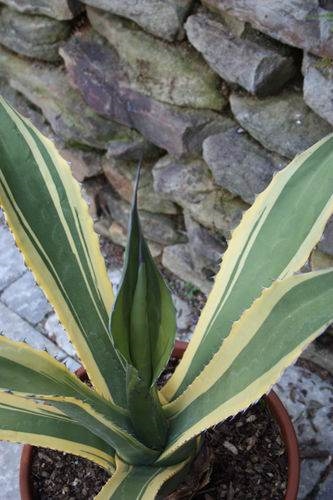 Agave salmiana 'Butterfingers' - named by Plant Delights (Avent)