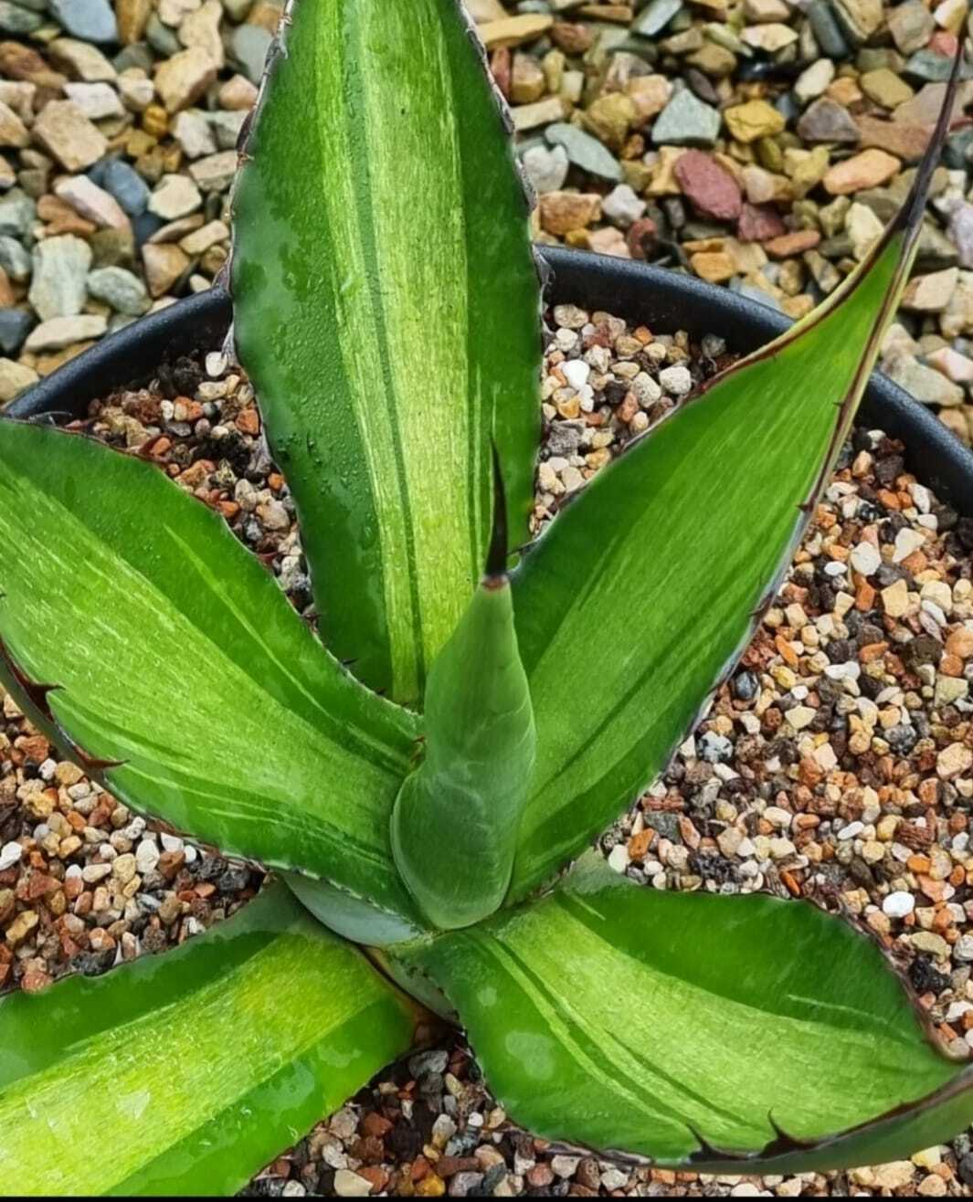 Agave salmiana 'Mojito' @ Guillaume  Gaudot gdn, Switzerland