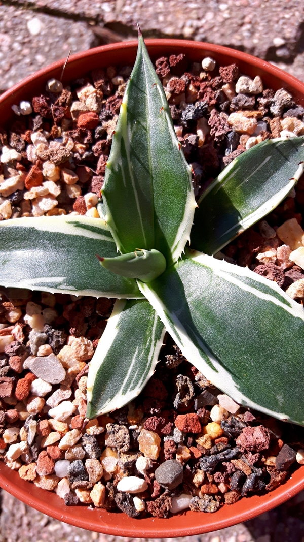 Agave salmiana 'Paloma Blanca' @ Holland (S. van Dort)