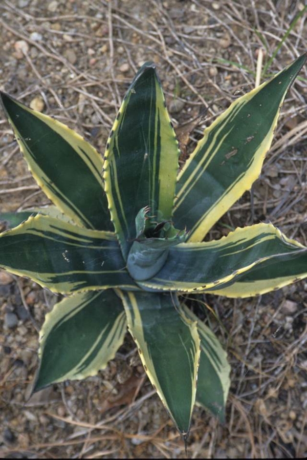 Agave salmiana 'Pimex' @ Yucca Do, Tx (Avent)