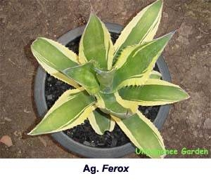Agave salmiana var. ferox yellow edge Jiew
