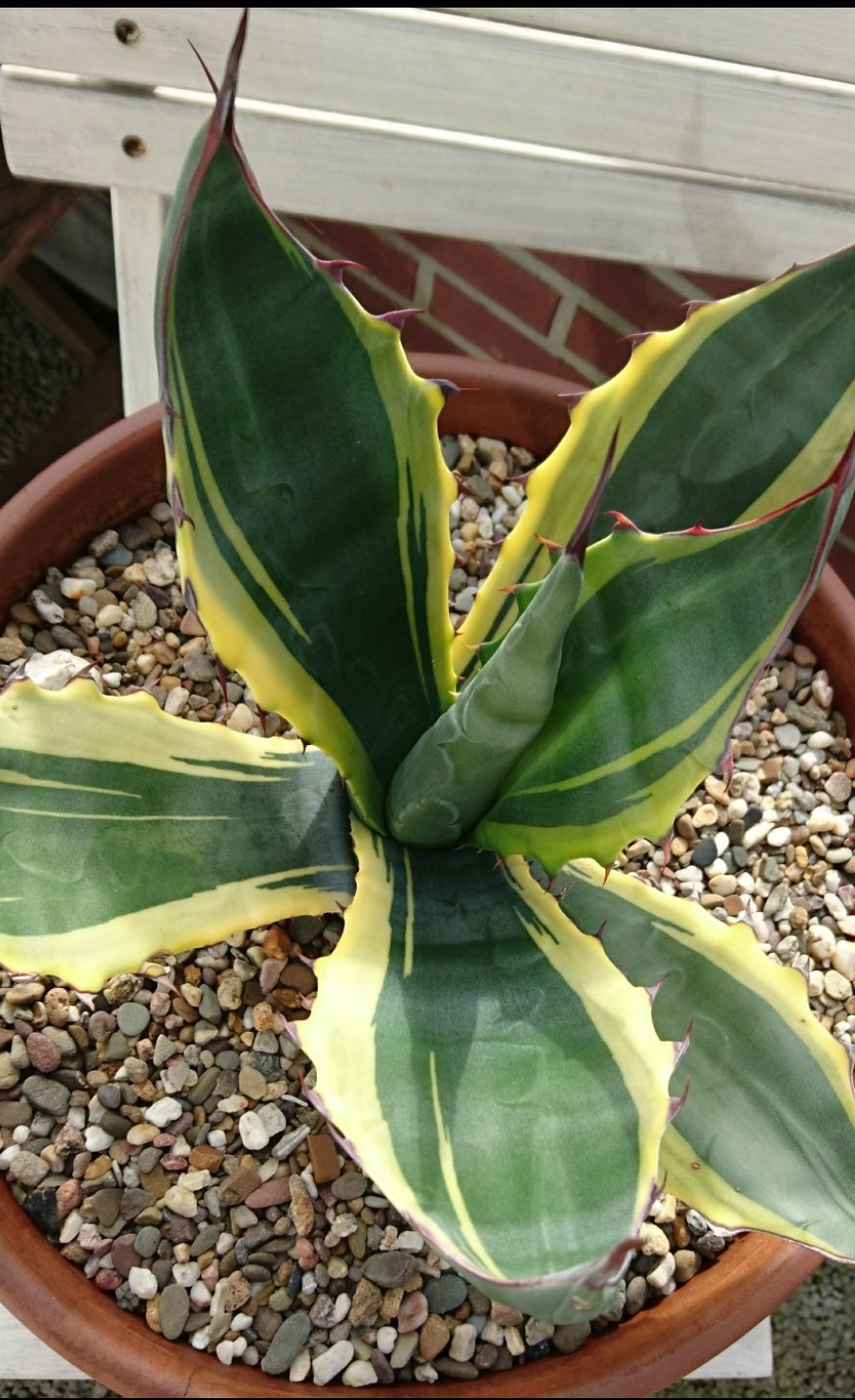 Agave salmiana ssp. crassipina 'Joel' @ Jeroen and Johan Kleinhof, Deventer, Holland (S. van Dort) 