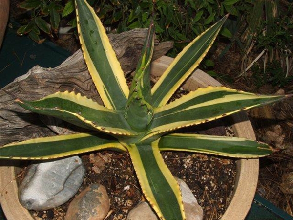 Agave salmiana var. ferox yellow margin compact form (Rick Nowakowski); whereabouts unknown after Rick's passing