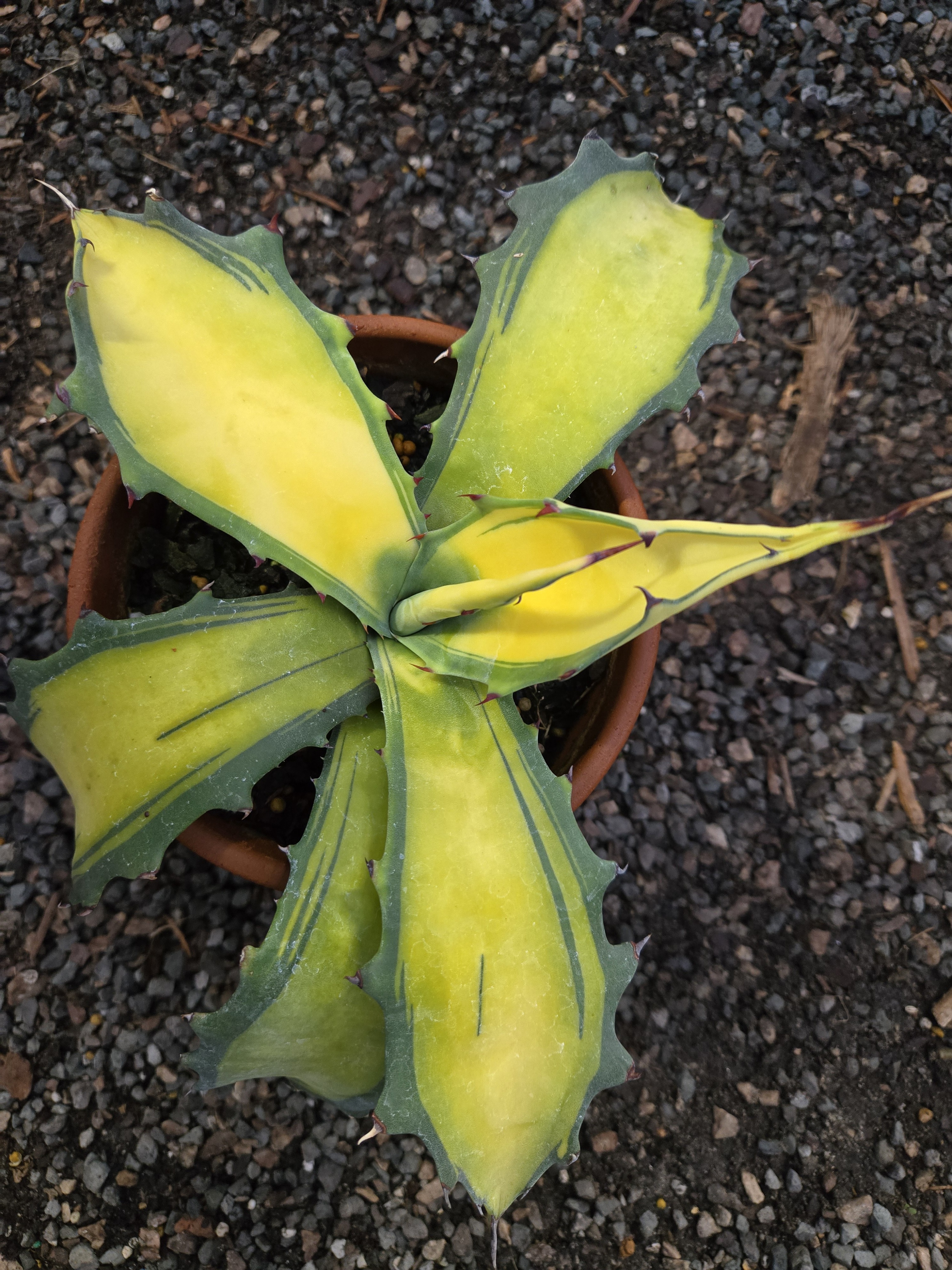 Agave salmiana var ferox 'Sekigaryu Kinakafu' @ JLBG
