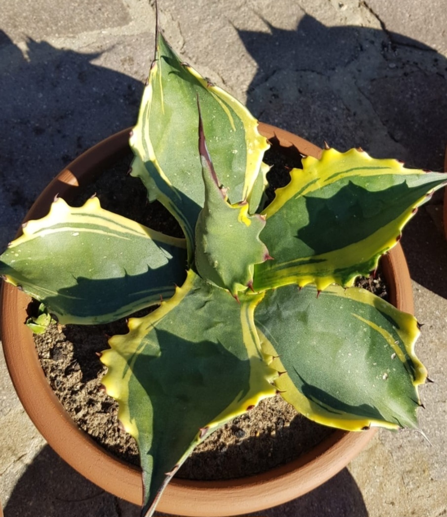 Agave salmiana var. ferox 'Ziu Luiseddu' @ Luigi Busato, Italy (S. van Dort)