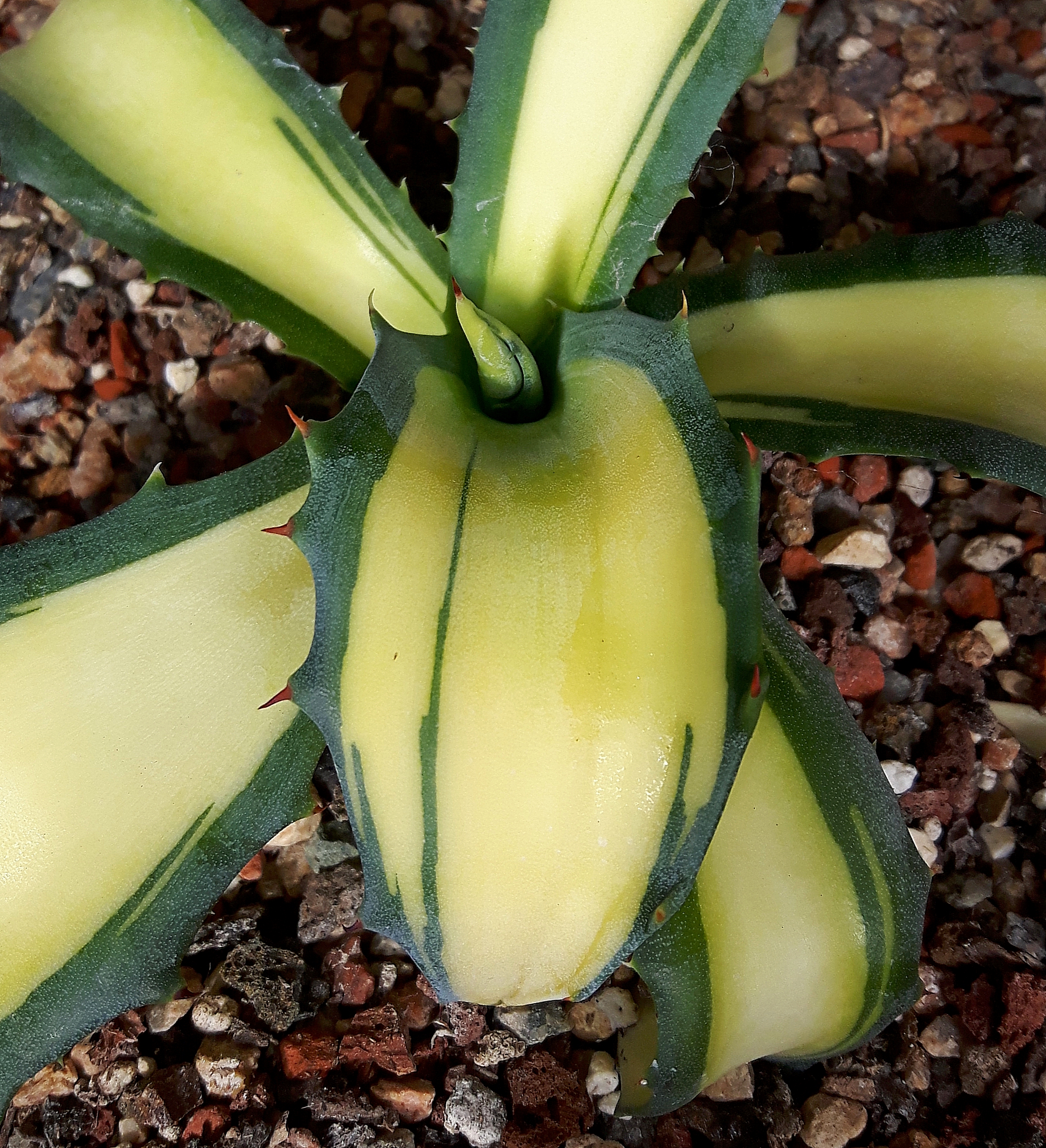 Agave salminiana var. ferox 'Yellow River' @ Holland (S. van Dort)