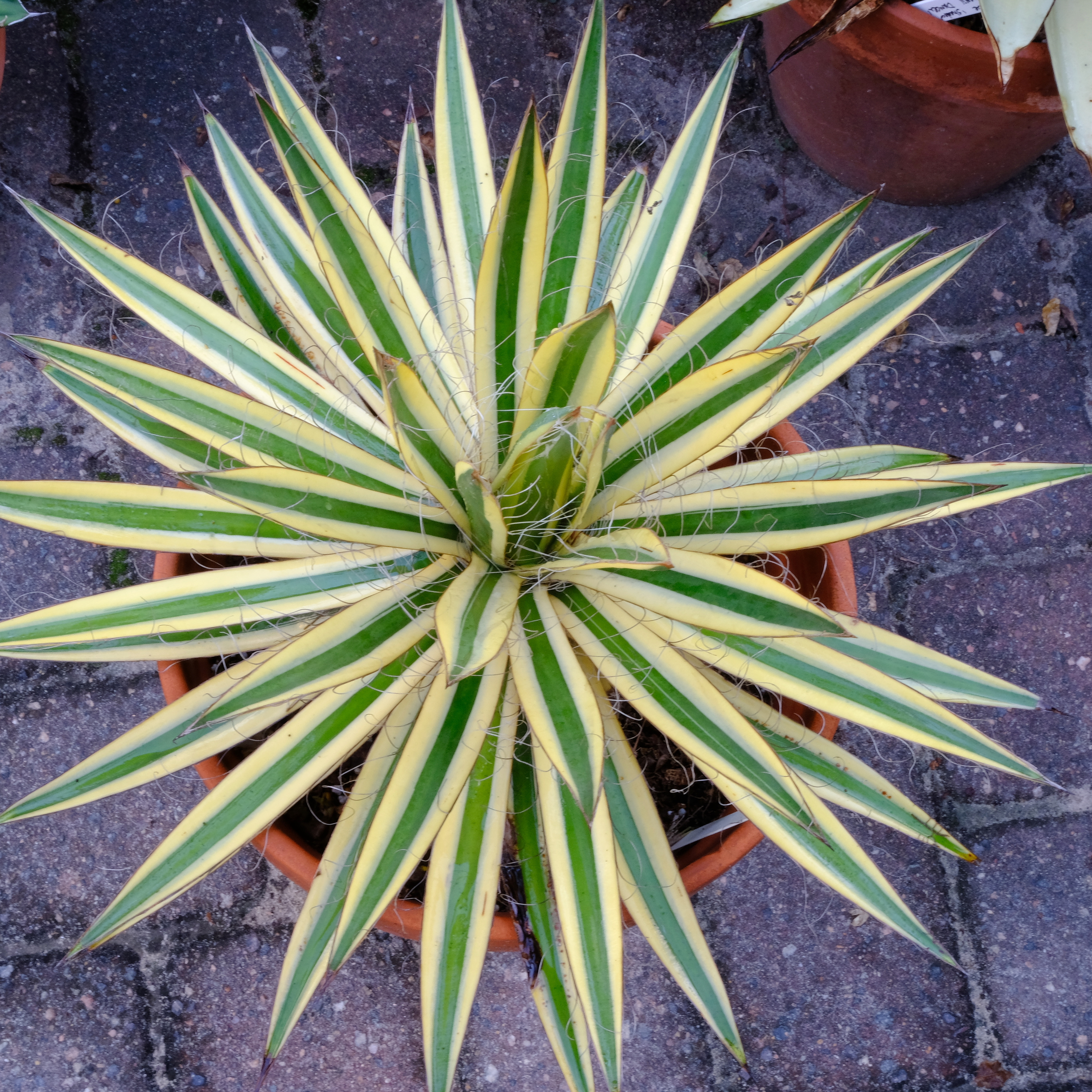 Agave schidigera 'Bright Lights' @ PDN/JLBG - a PDN/JLBG introduction of a wide edged mutation from Agave schidigera 'Shiro ito no Ohi' first discovered in 2008