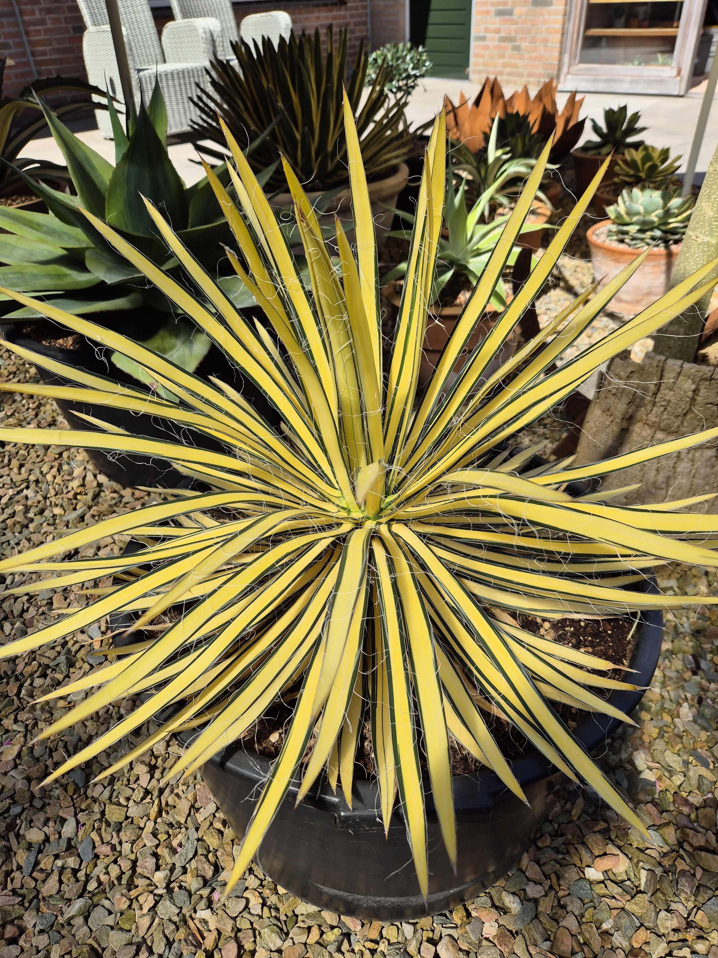 Agave schidigera 'Shiro ito no Ohi Nakafu' (S. van Dort)
