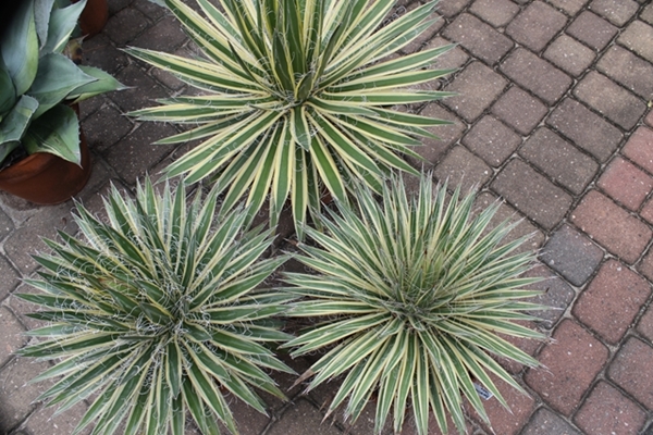 Agave schidigera 'Shiraito no Ohi' (left); multifilifera Starshine (right), filifera Cream Edge (top) @ PDN/JLBG (Avent)