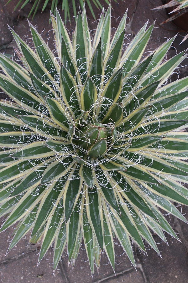 Agave schidigera 'Shiraito no Ohi' @ PDN/JLBG (Avent)