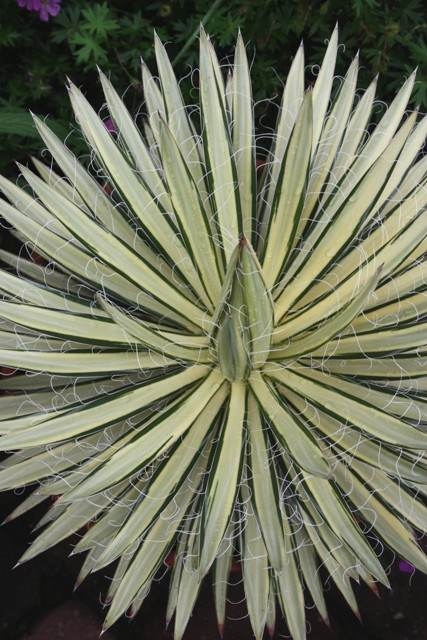 Agave schidigera 'Shiro ito no ohi Nakafu' @ PDN/JLBG (Avent) - very slow growing, but finally gets good size
