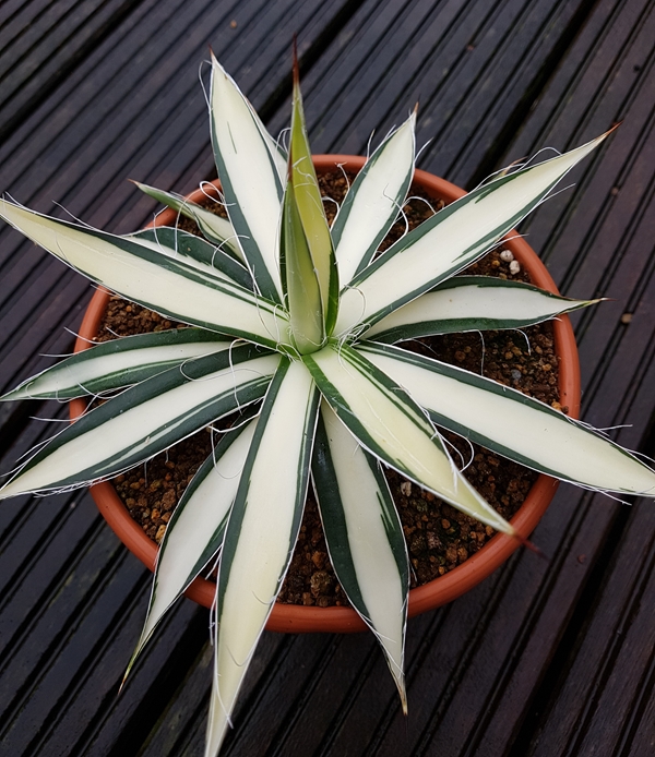Agave schidigera 'Snowball' @ Holland (S. van Dort)