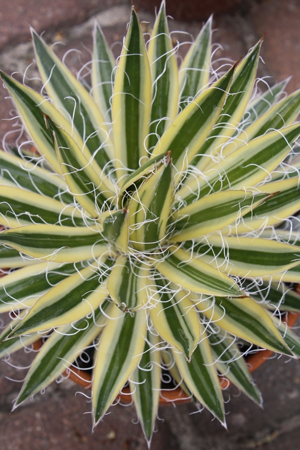 Agave schidigera 'Starlet' @ PDN/JLBG (Avent) - a dwarf sport of Agave 'Shiro ito no Ohi' discovered at Plant Delights (PDN011)