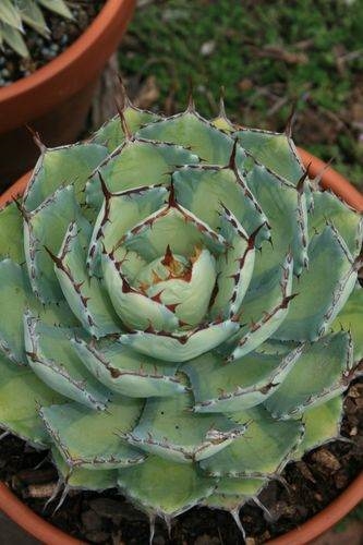 Agave 'Kissho Kan Nishiki' @ PDN/JLBG (Avent)