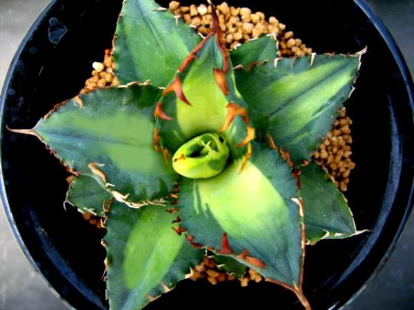 Agave titanota 'Medioaurea' (Renny Wong)