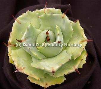 Agave isthmensis 'Shoji Rajin' (Daniel' s Specialty Plants)