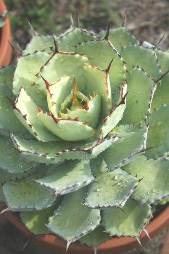 Agave 'Sunburst' @ PDN/JLBG (Avent) A Rick Nowakowski sport of Agave 'Kissho Kan'