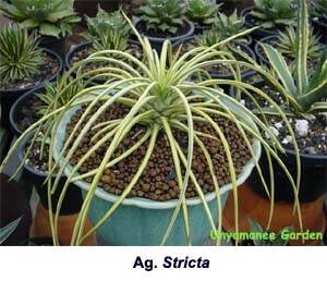 Agave stricta yellow center @ Mr. Jiew Nursery, Thailand (Mr. Jiew)