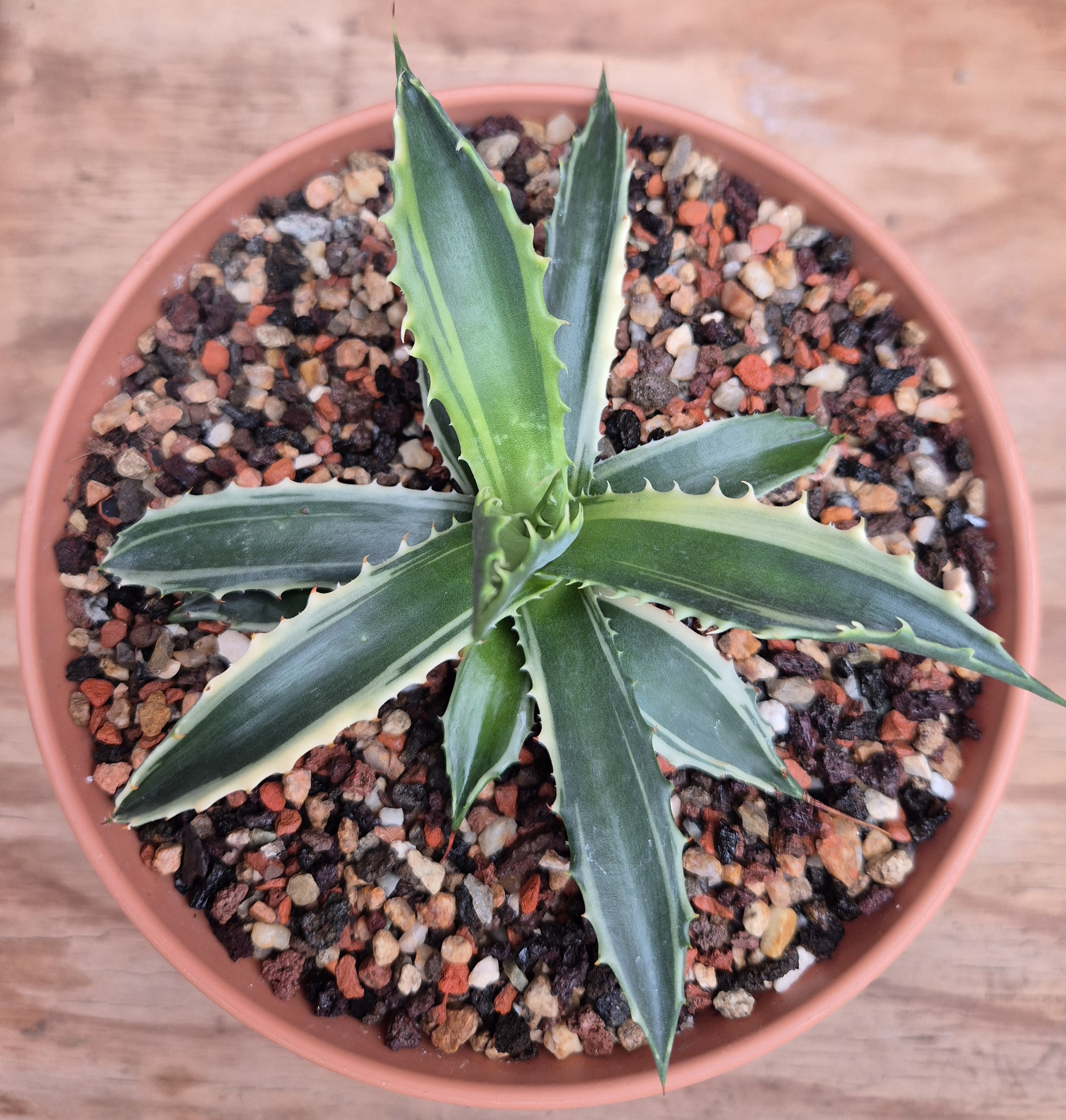Agave subsimplex 'Buddy' @ Holland (S. van Dort) 
