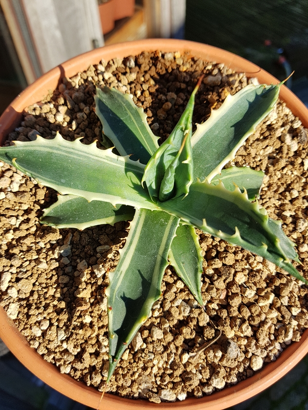 Agave subsimplex 'Buddy' @ Holland (S. van Dort); named by Stef van Dort