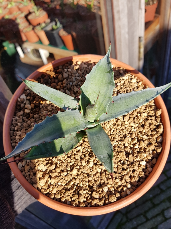 Agave subsimplex 'Trooper' @ Holland (S. van Dort); named by Stef van Dort