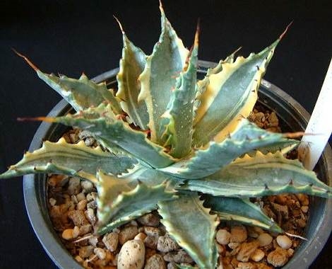 Agave subsimplex yellow edge (Miao Chuan Shih); name?