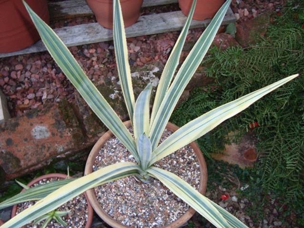 Agave tequilana 'Confetti' @ Holland (Stef van Dort)