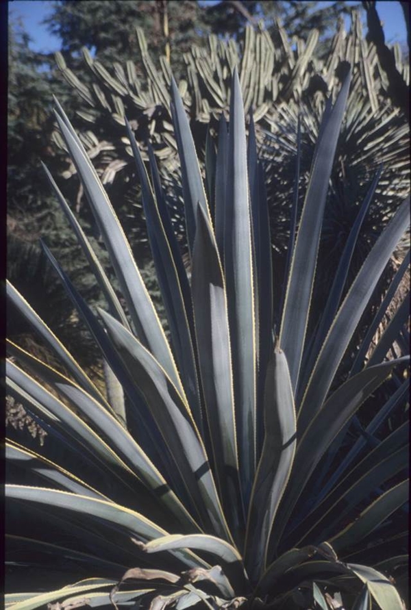 Agave tequilana yellow edge @ Huntington Gardens, CA (Avent)