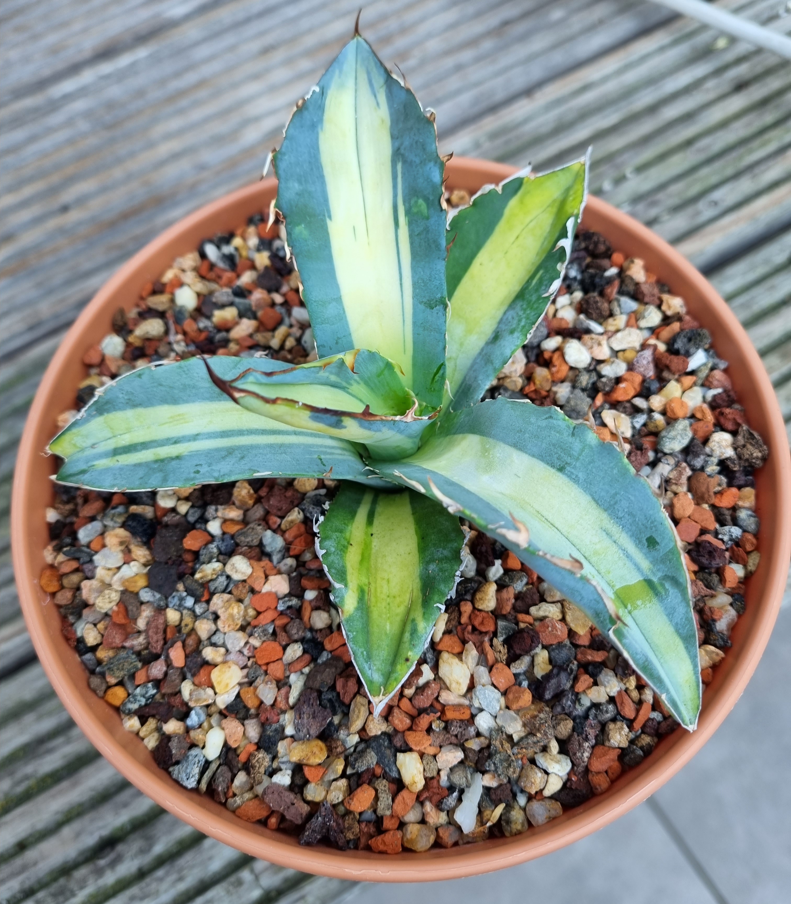 Agave titanota 'Arctica' (S. van Dort)