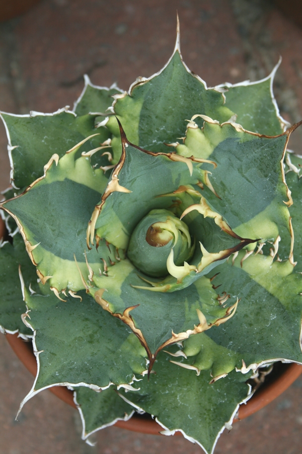 Agave titanota 'Banana Peel' @ PDN/JLBG (Avent) Purchased as sp. Japan yellow edge, named by Plant Delights in 2016