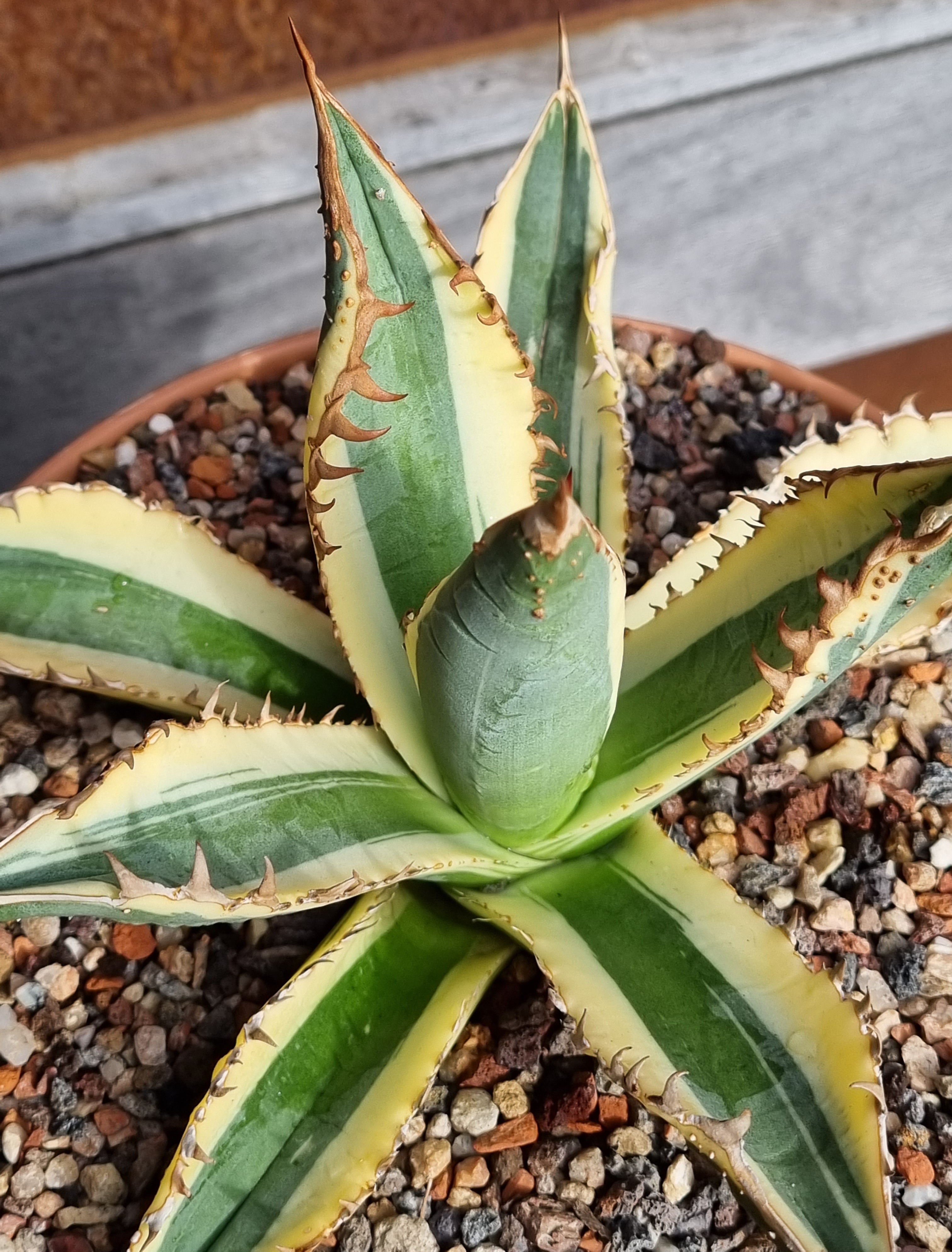 Agave titanota 'Colpink' a F076 sport @ van Dort Gdn, NL (S. van Dort)