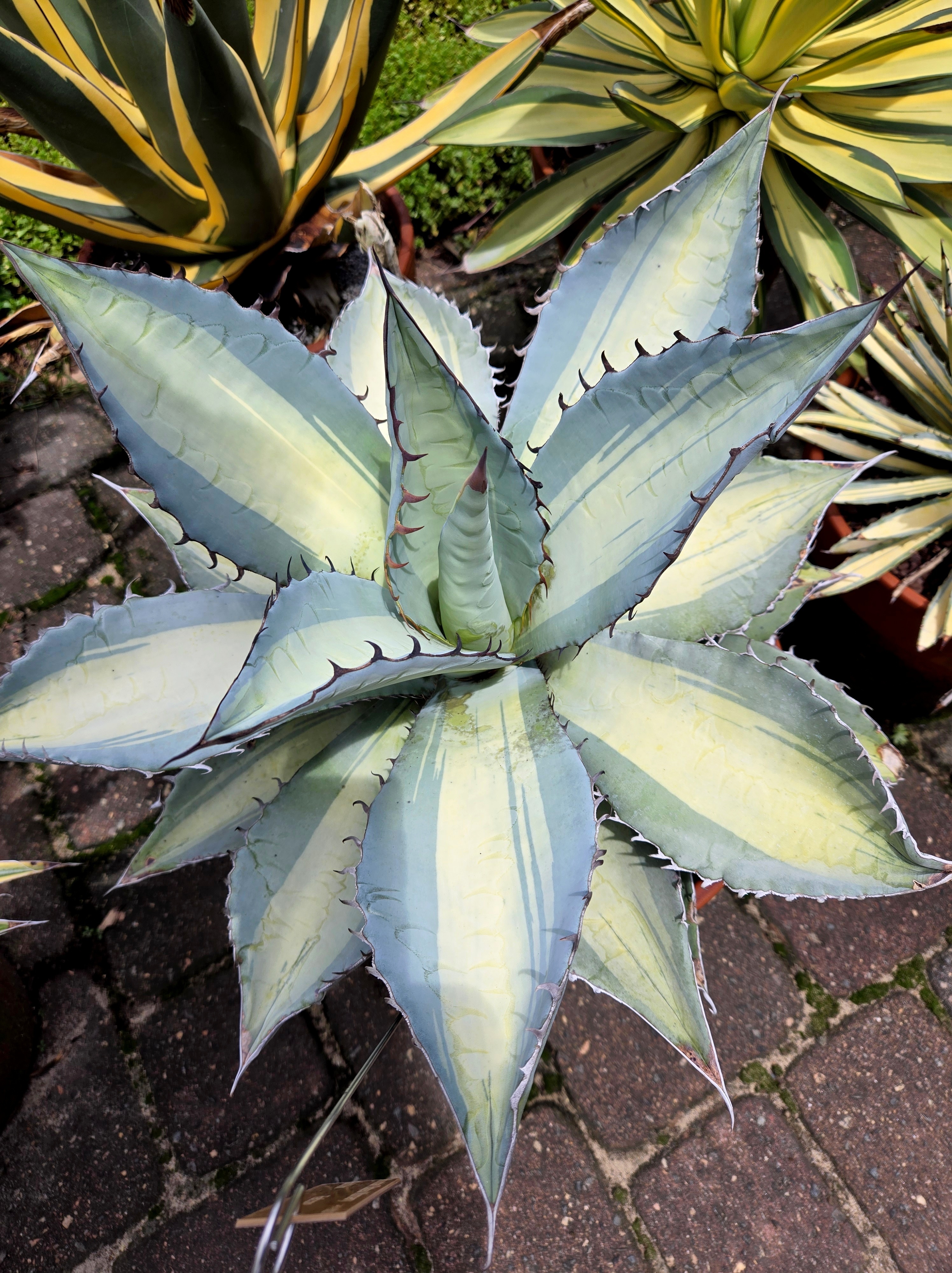 Agave titanota 'Dusty Roads' @ PDN/JLBG - a seedling discovery by PDN/JLBG
