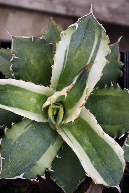 Agave titanota 'Genryu Kifukurin' @ PDN/JLBG (Avent)