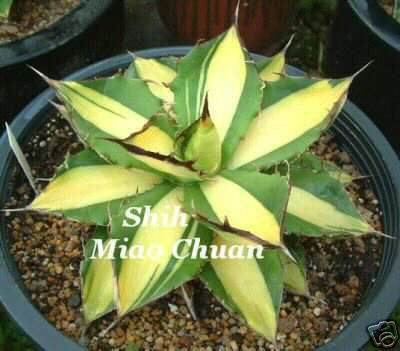 Agave titanota 'Genryu' (Miao Chuan Shih); name?