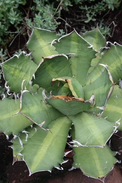 Agave titanota 'Mean Streak'  @ PDN/JLBG (Avent) Originally acquired as 'Mediopicta dwarf, named by Plant Delights in 2017