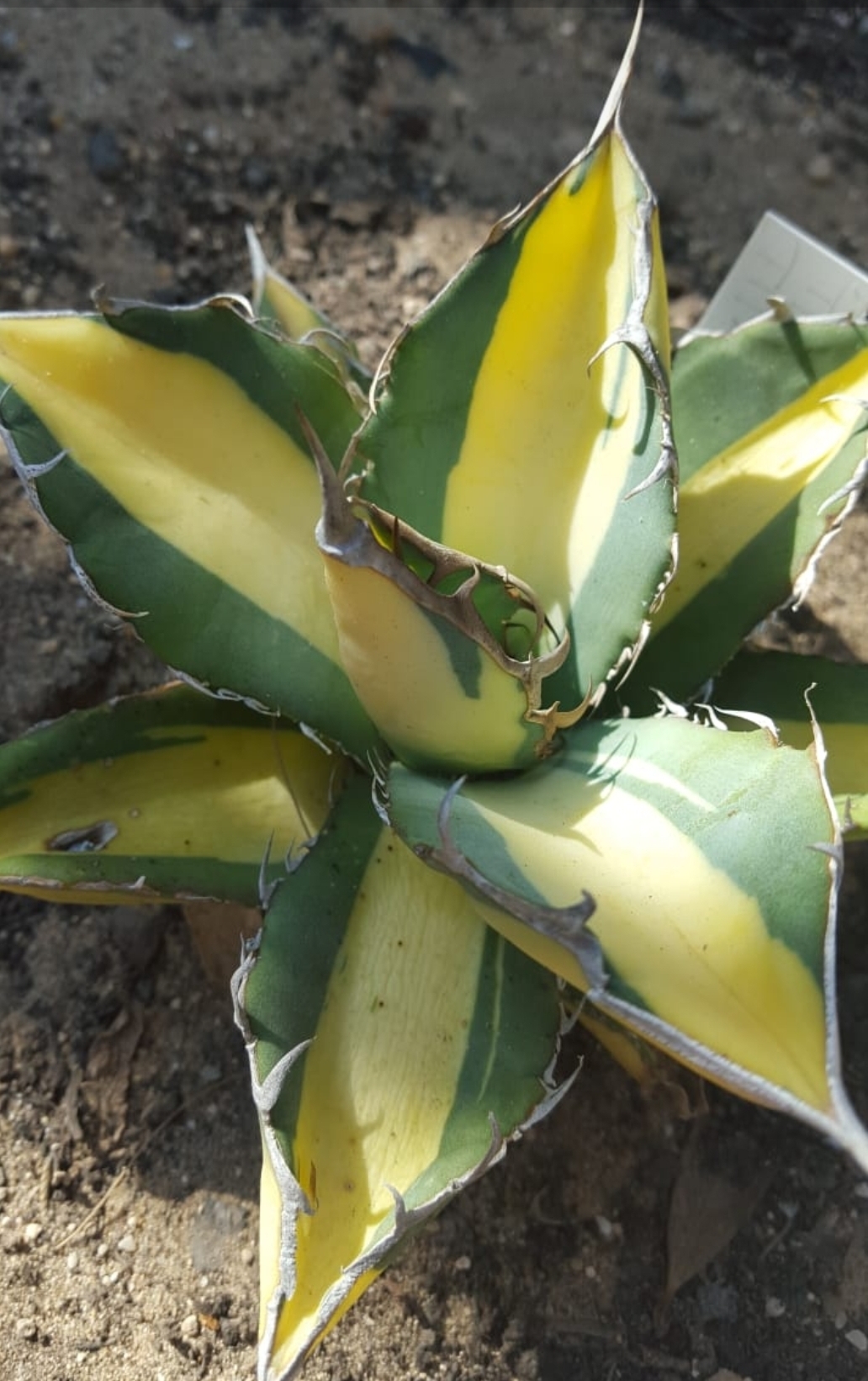 Agave titanota 'Miracolo' @ Luigi Busato Gdn., IT (Stef van Dort)