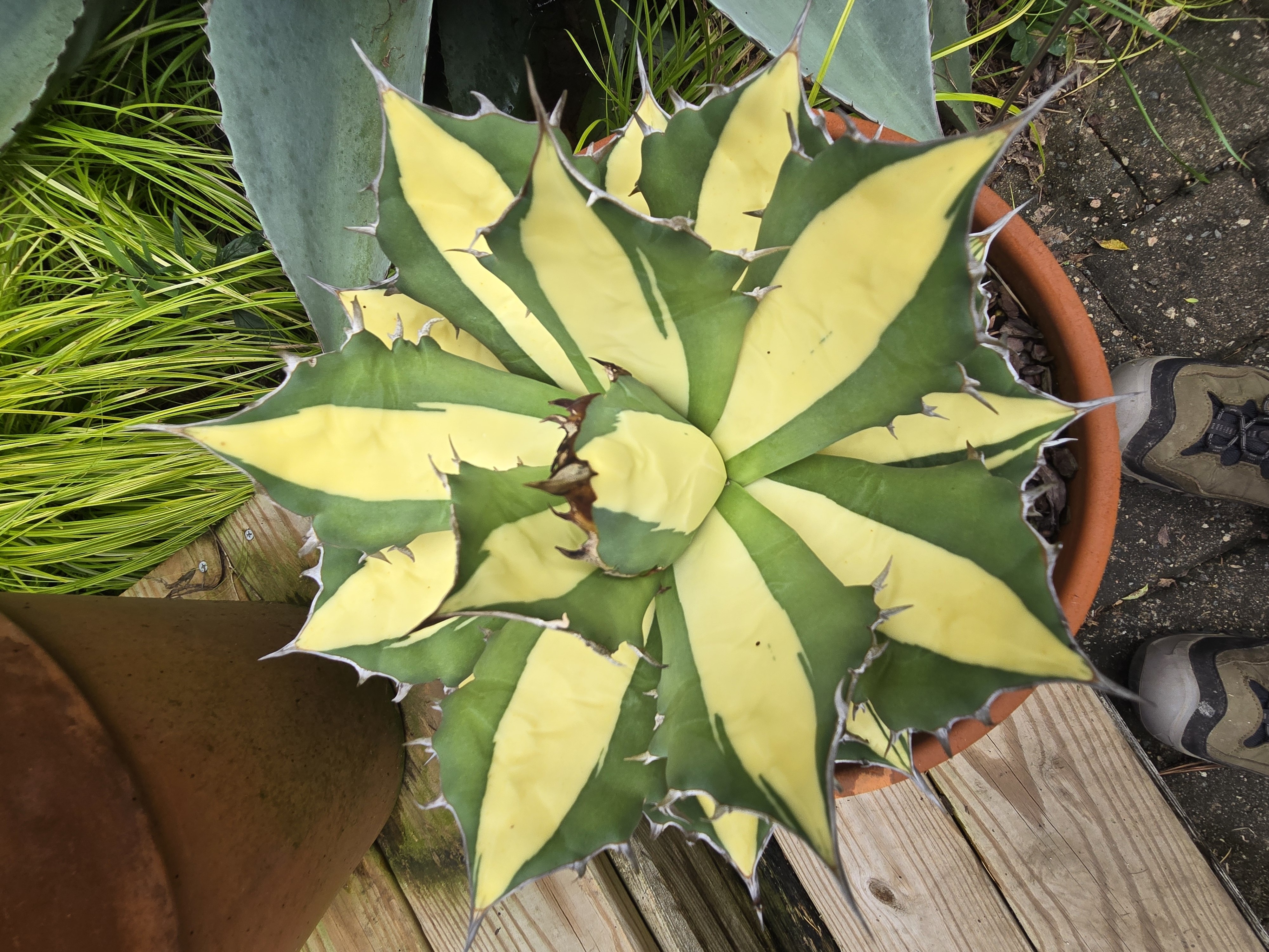 Agave titanota 'Sabertooth Tiger' PP 33,192 @ PDN/JLBG, a 'Snaggletooth' reverse sport found at Walters Gardens, MI