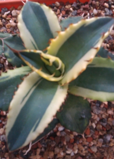 Agave titanota 'Saluted' @ Holland (S. van Dort)