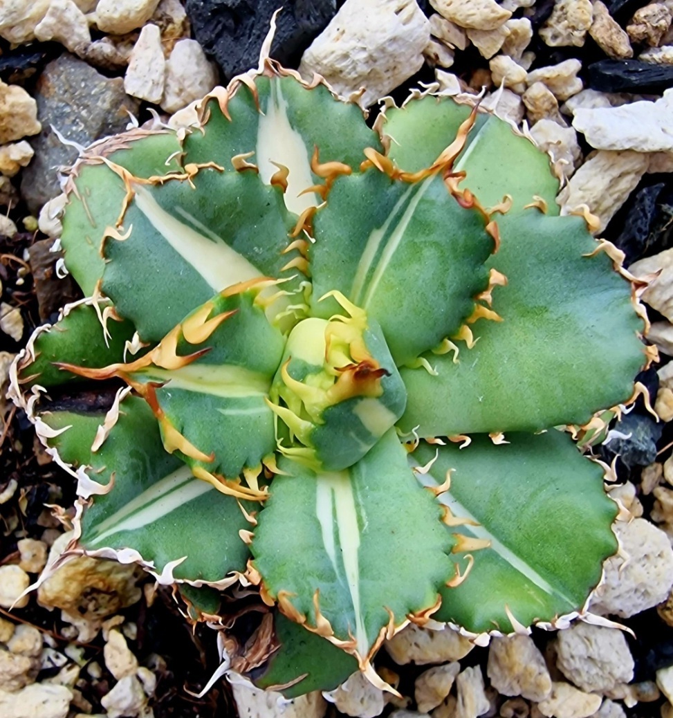 Agave titanota 'Shining Star' @ Abu Bkar Garden, Pakistan