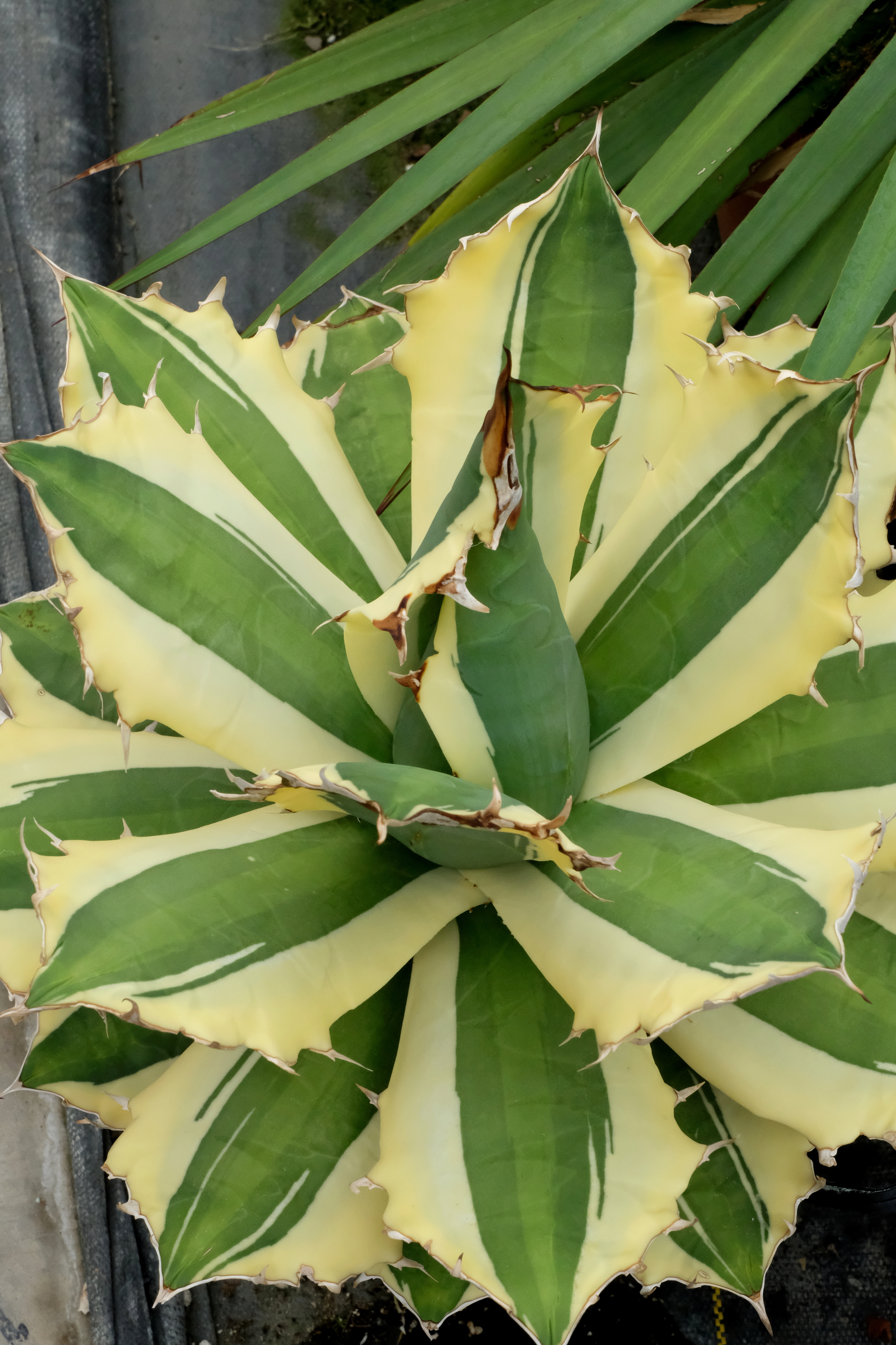 Agave titanota 'Snaggle Tooth' @ PDN/JLBG - a discovery at Mountain States Nursery