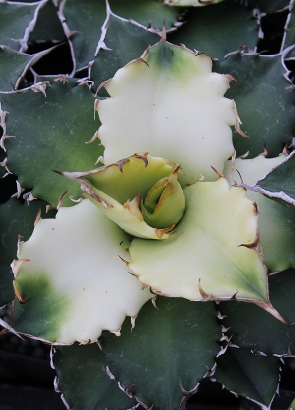 Agave titanota Sunburst @ PDN/JLBG (Avent) - discovered as a sport at Plant Delights @ PDN/JLBG 