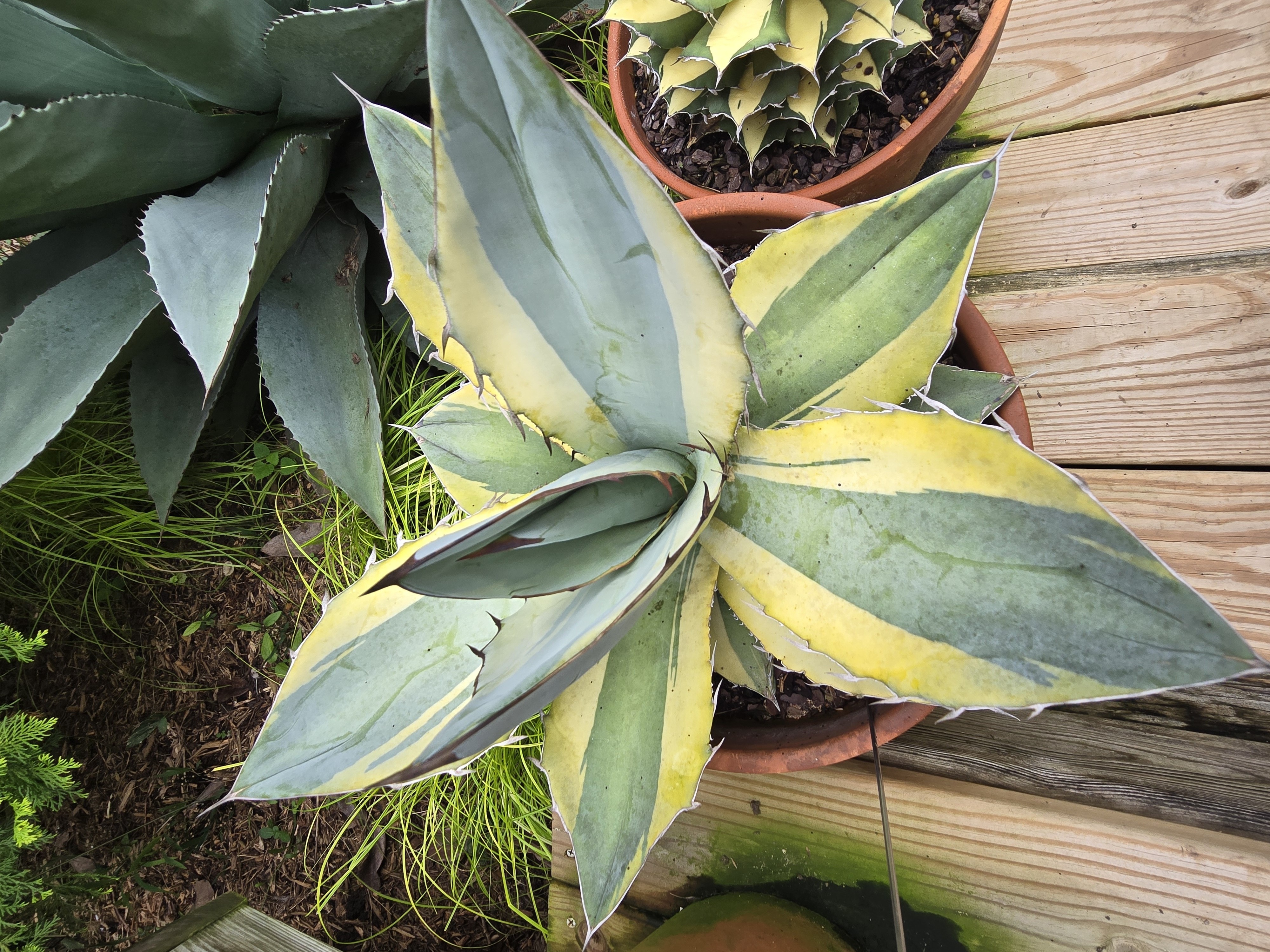 Agave titanota 'Tropical Ice' @ PDN/JLBG - A Tony Krock sport of Agave 'White Ice' with a yellow border.