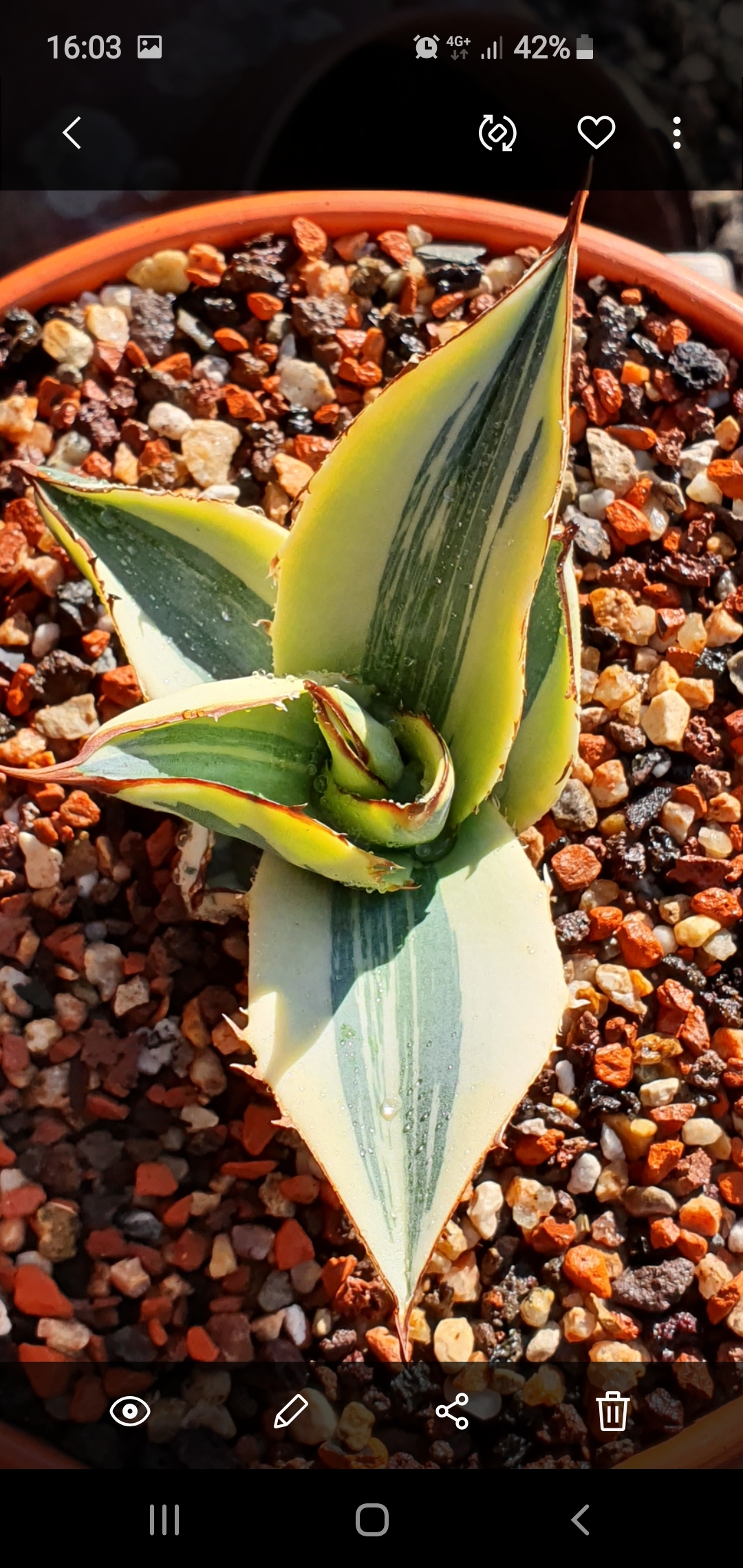 Agave titanota 'Vanilla Ice' (S. van Dort) @ Holland - developed by Stef van Dort