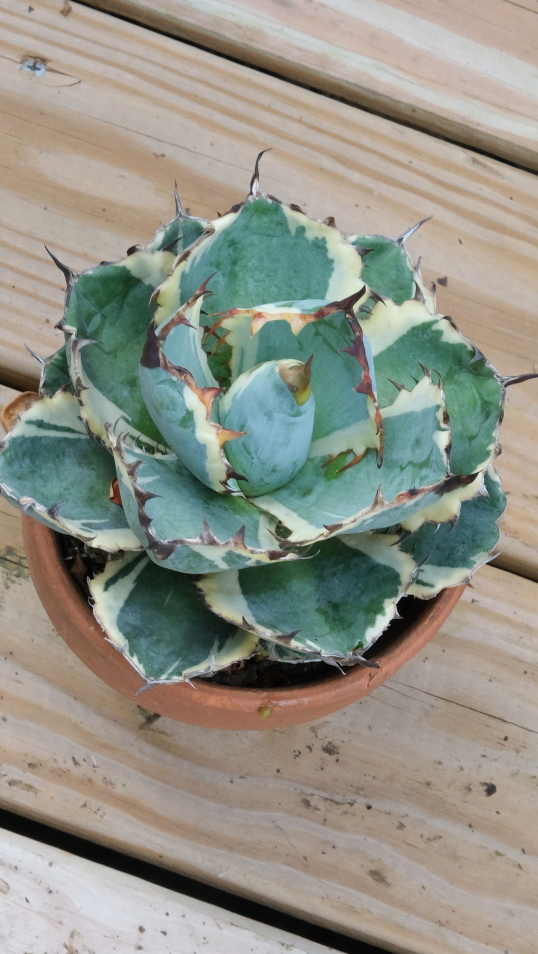 Agave titanota 'White Diamond' @ PDN/JLBG
