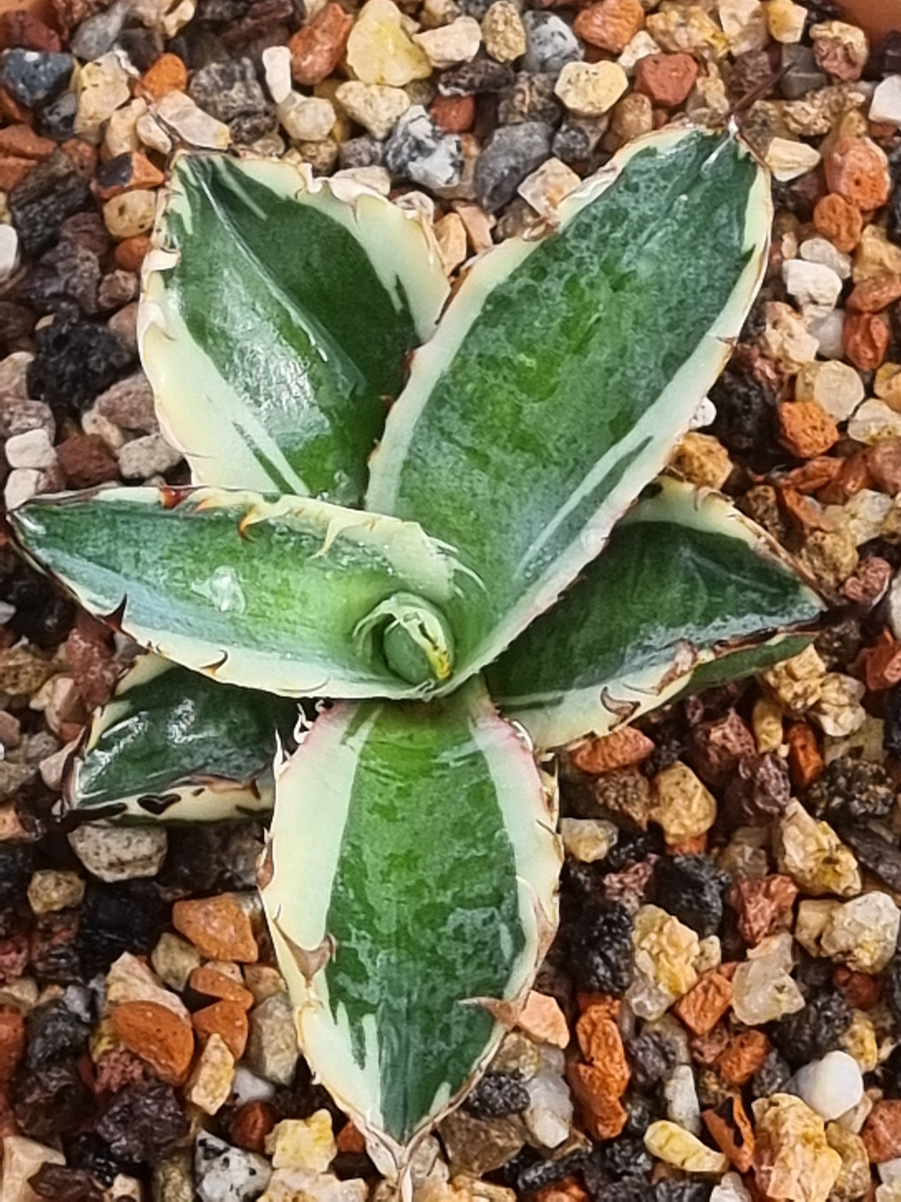 Agave titanota 'Wish Bone' @ Holland (S. van Dort)