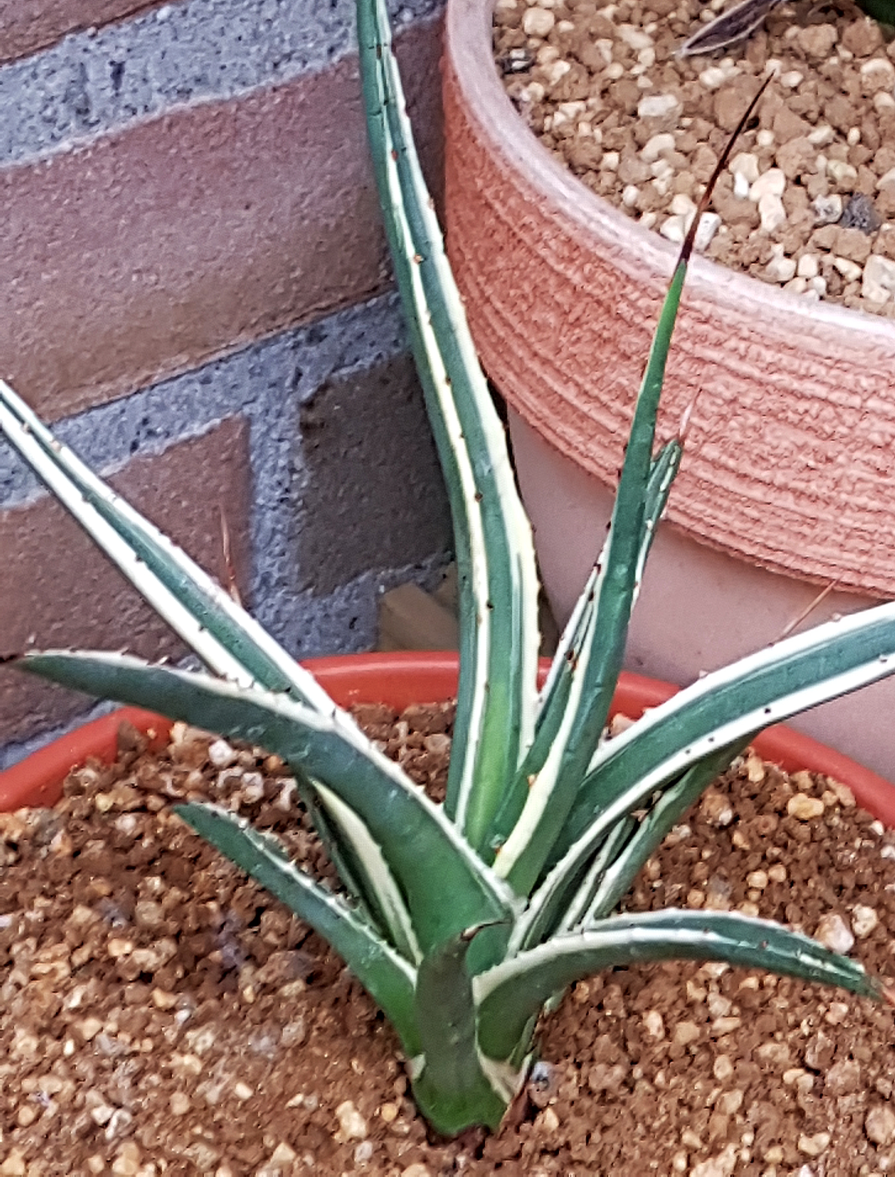 Agave utahensis ssp. utahensis 'Beaver' @ Holland (S. van Dort)