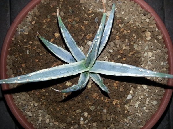 Agave utahensis ssp. utahensis var. nevadensis 'Duster' @ Holland (S. van Dort)