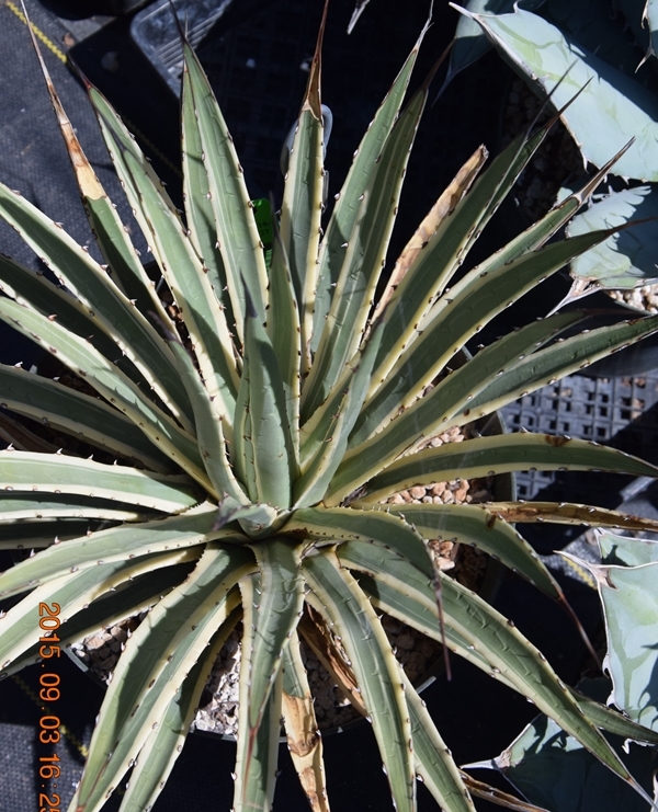 Agave utahensis ssp. utahensis var. eborispina white edge @ Huntington BG, CA (Avent); name?
