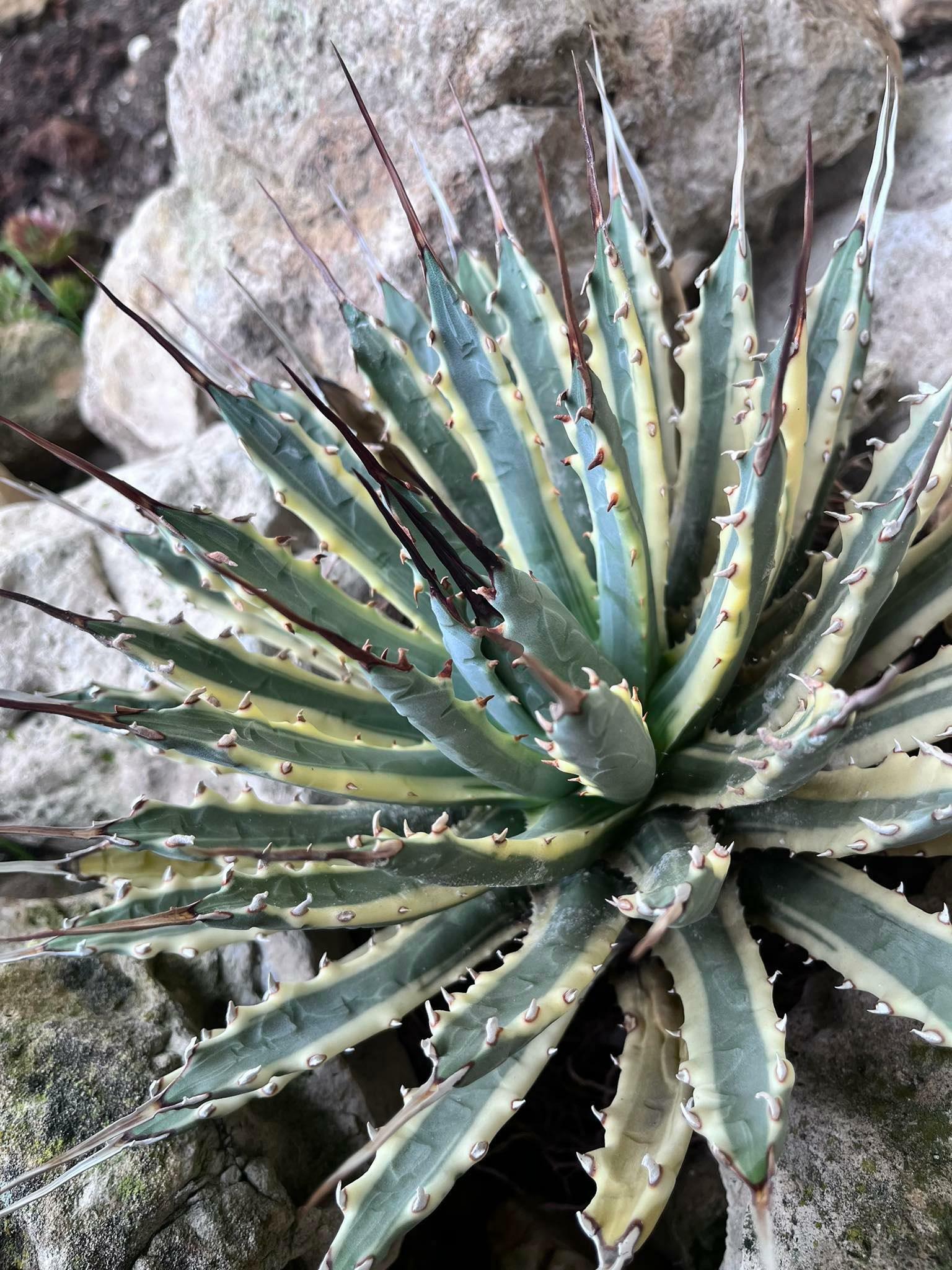 Agave utahensis ssp. utahensis var. nevadensis 'Navajo Flame' 
 - a creamy yellow margined selection discovered by Gabriel Avila (I. Herrera)